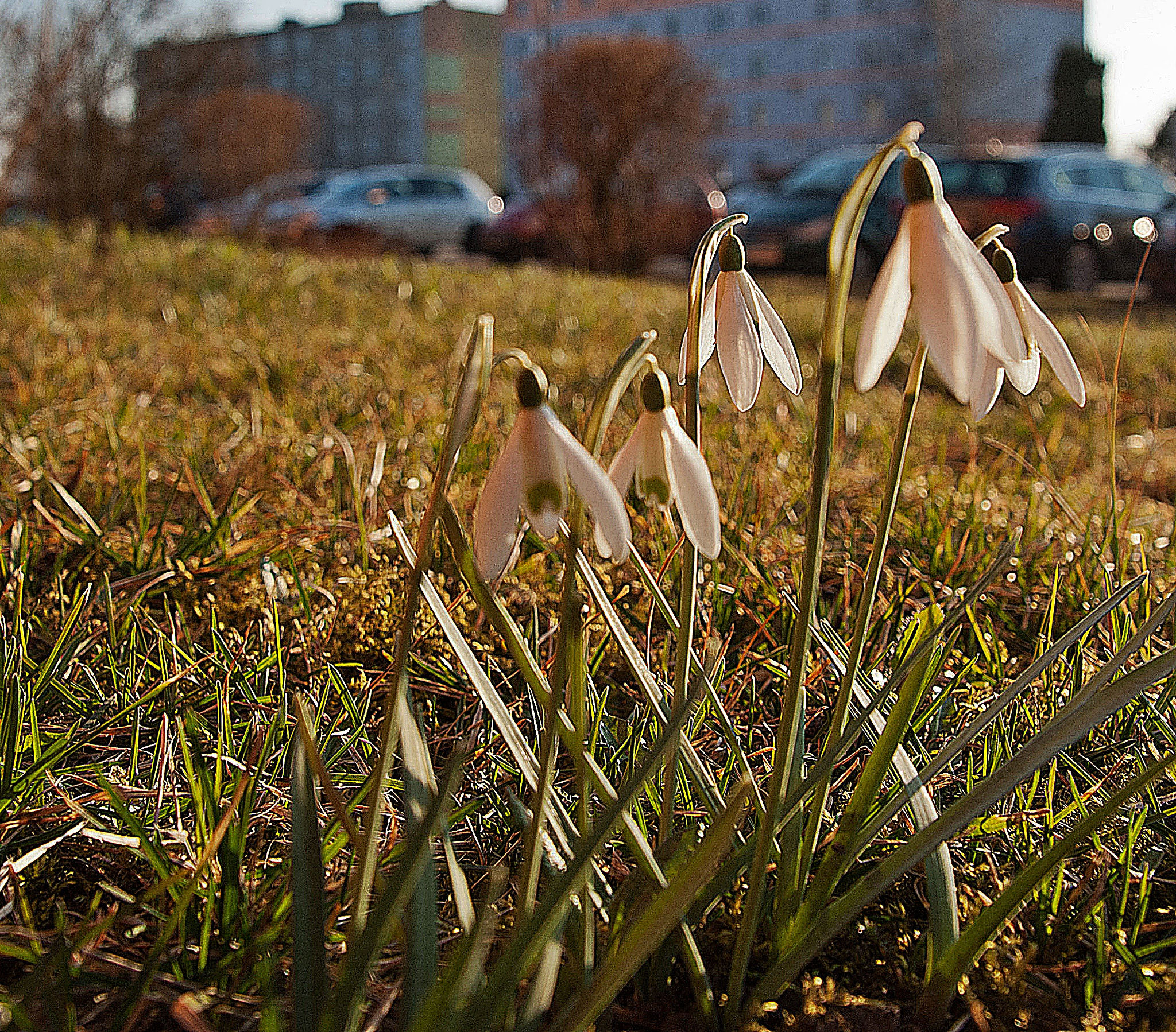 Tamron 18-270mm F3.5-6.3 Di II PZD sample photo. Na osiedlu photography