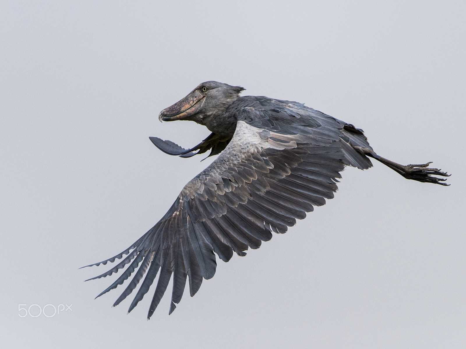 Nikon D810 sample photo. Flight of the shoebill stork photography