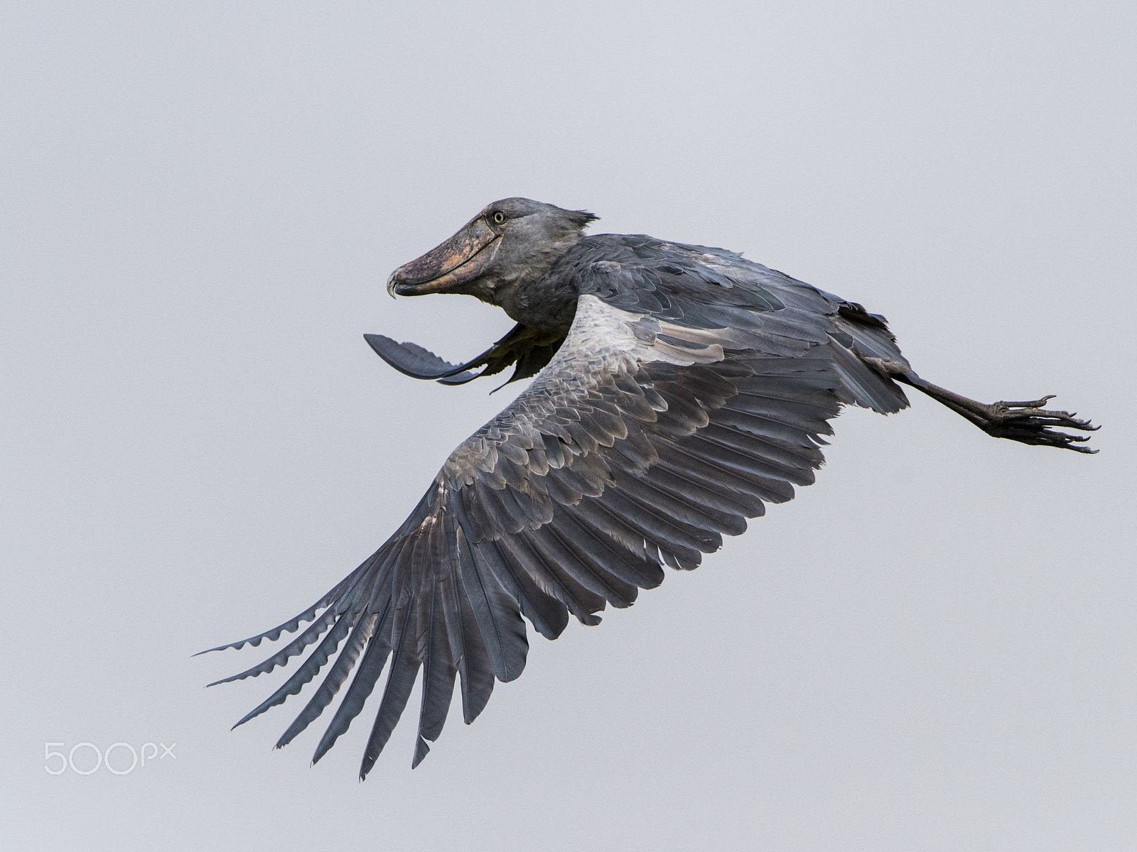 Nikon D810 + Nikon AF-S Nikkor 500mm F4G ED VR sample photo. Flight of the shoebill stork photography