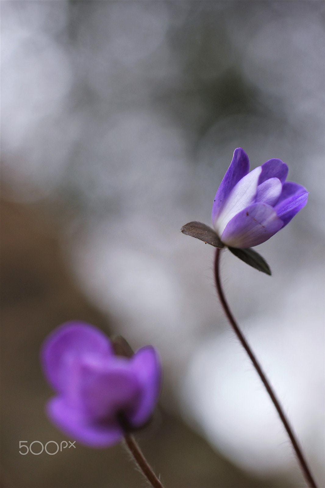 Sigma 50mm F1.4 EX DG HSM sample photo. Tomorrow photography