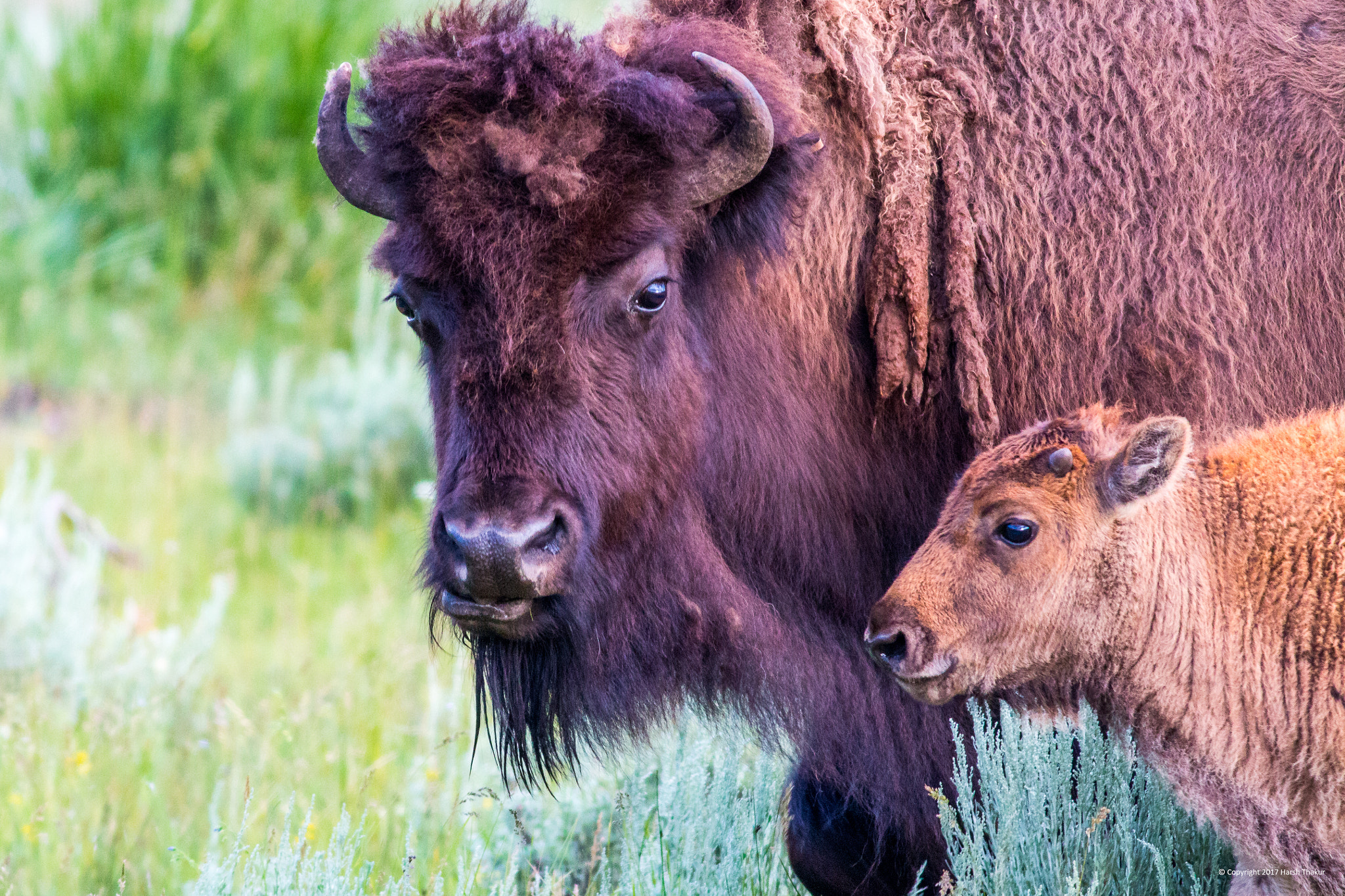 Canon EOS 70D + Canon EF 400mm F5.6L USM sample photo. Bison and calf photography