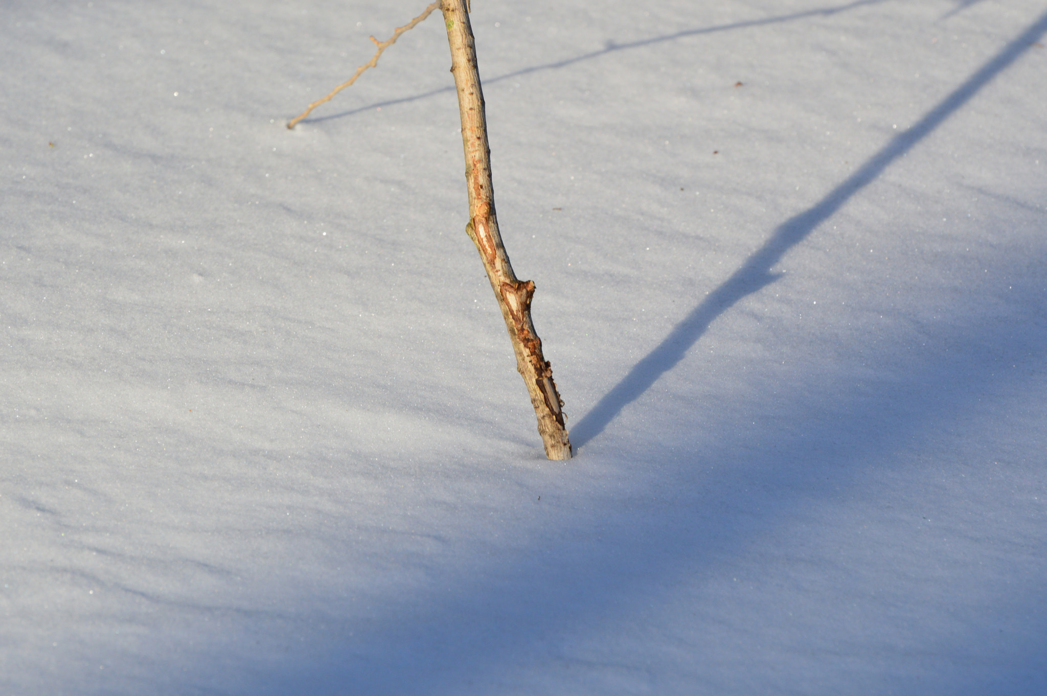 Nikon D3200 sample photo. Twig in snow photography