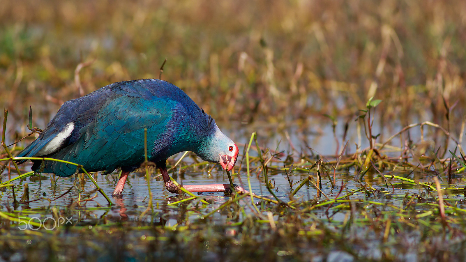 Canon EF 400mm F5.6L USM sample photo. Swamphen photography