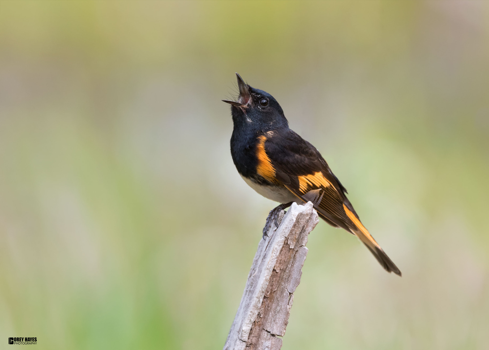 Canon EF 500mm F4L IS USM sample photo. Redstart photography