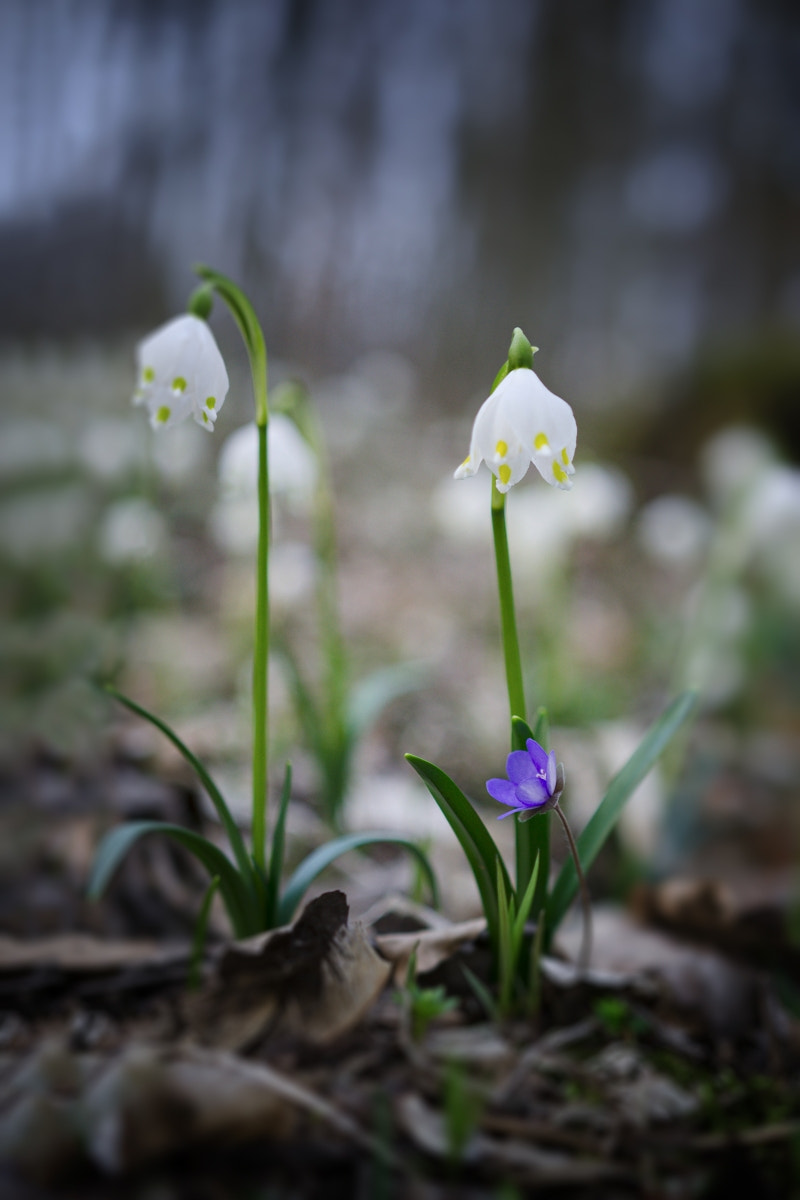 Nikon D7000 + Sigma 18-35mm F1.8 DC HSM Art sample photo. Spring photography