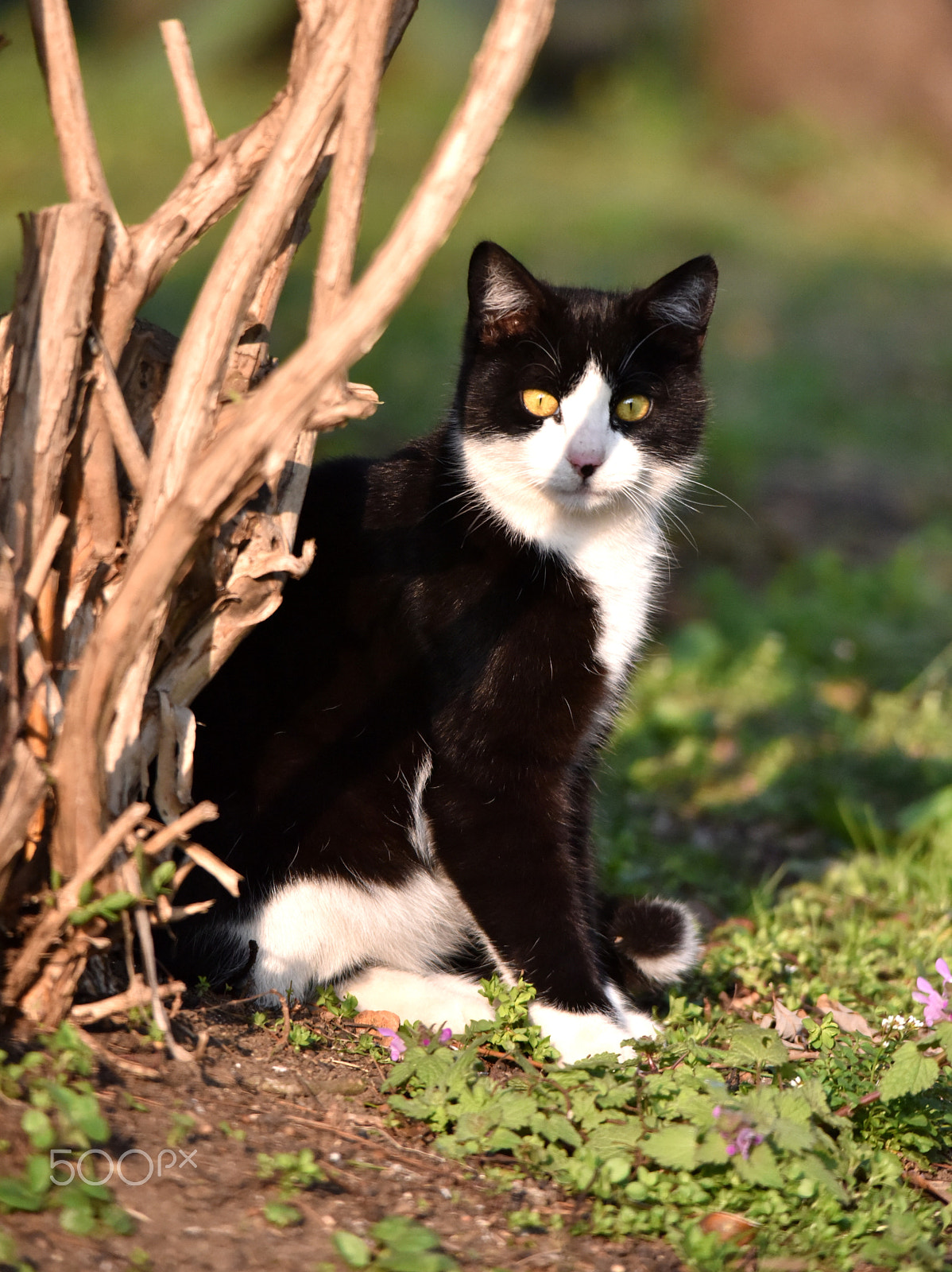 Sigma 150-500mm F5-6.3 DG OS HSM sample photo. Cat photography