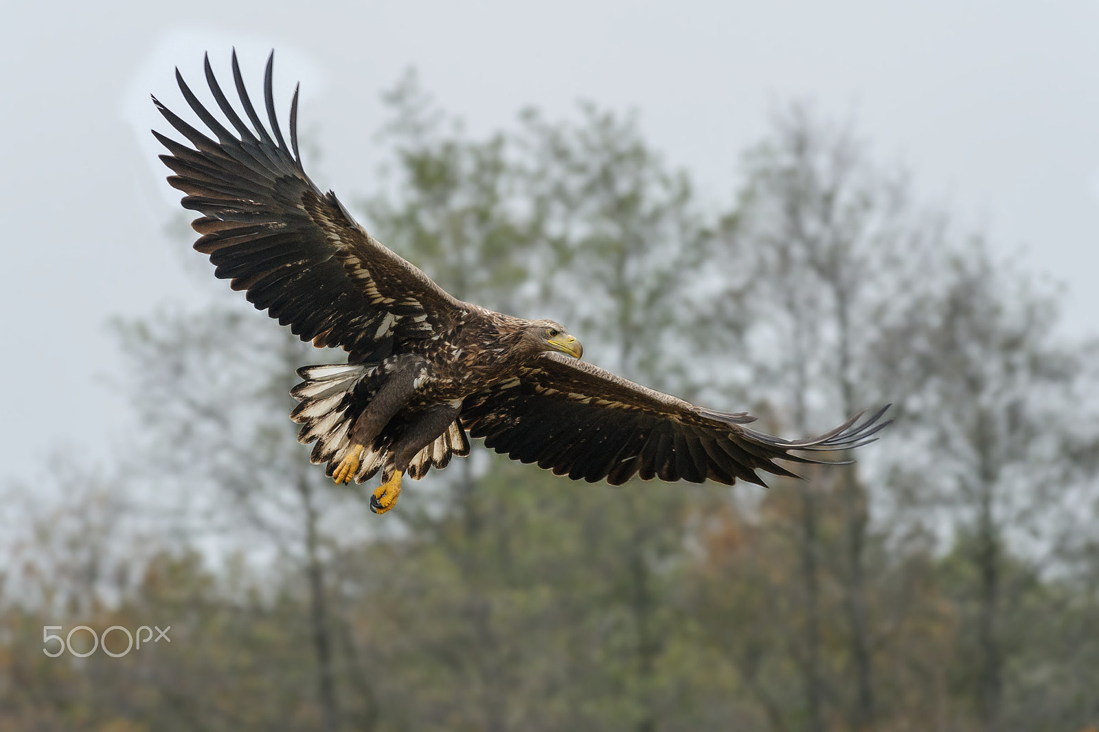 Nikon AF-S Nikkor 300mm F2.8G ED VR II sample photo. White-tailed eagle photography