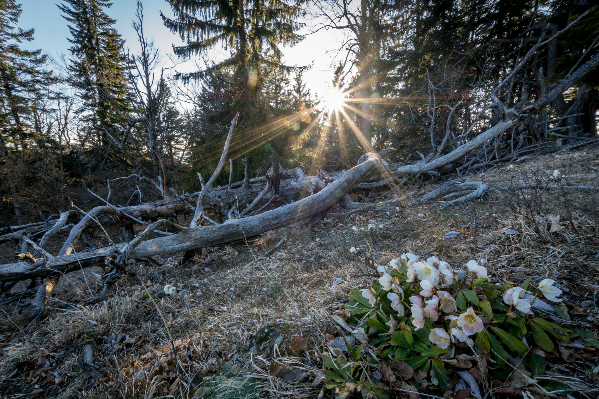Sony ILCA-77M2 sample photo. On the way up to the röthelstein i was quit in a h ... photography