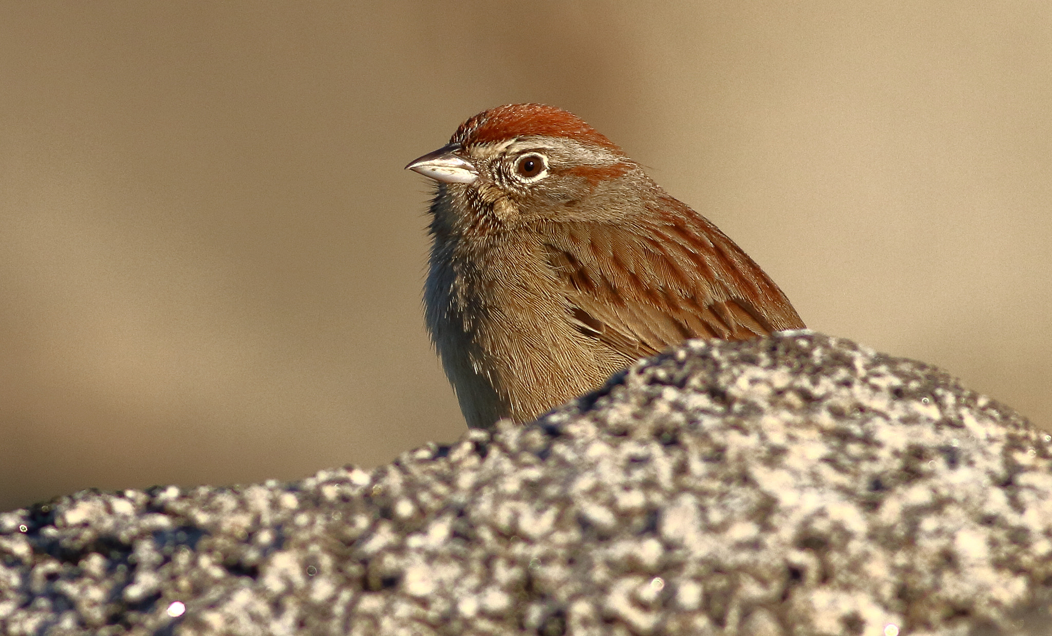 Canon EOS 7D + Canon EF 400mm F5.6L USM sample photo. Rufous-crowned sparrow photography