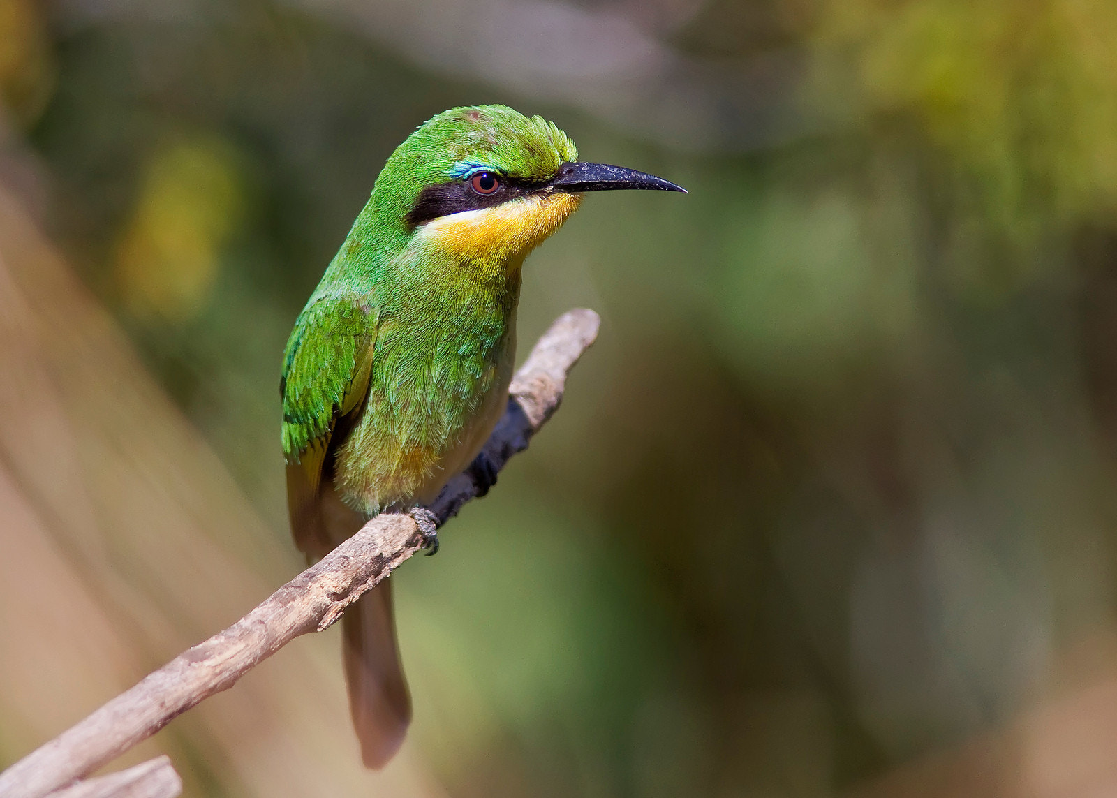 Canon EF 300mm F4L IS USM sample photo. Bee eater at mara river photography