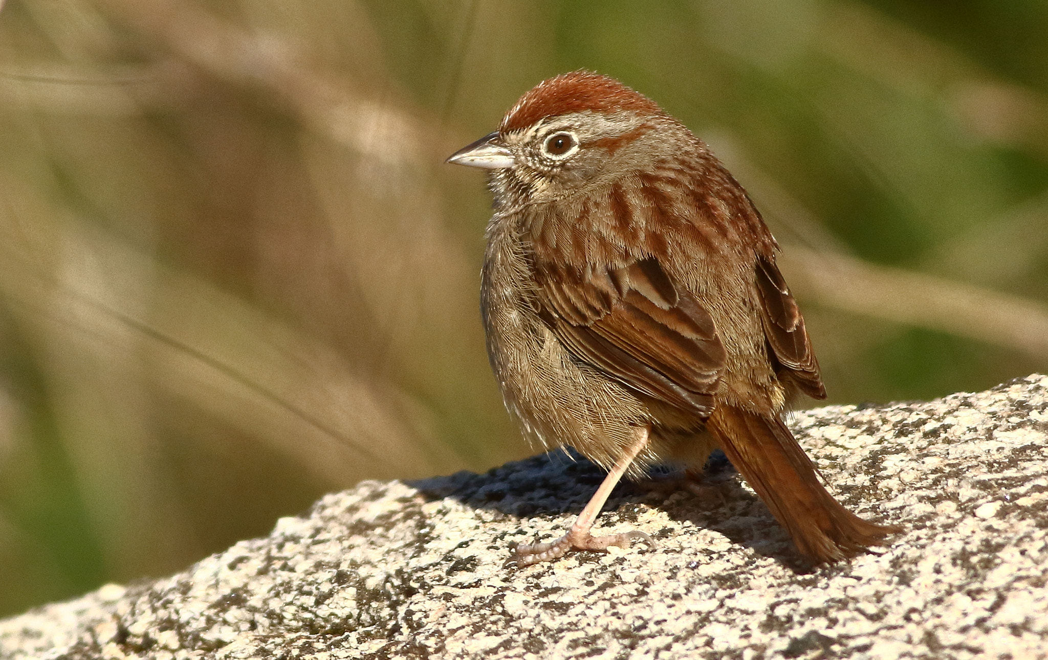 Canon EOS 7D + Canon EF 400mm F5.6L USM sample photo. Rufous-crowned sparrow photography