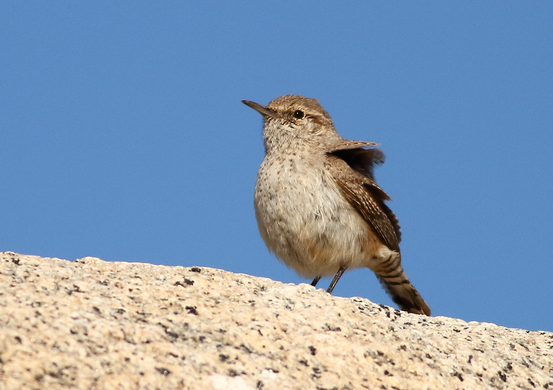 Canon EOS 7D + Canon EF 400mm F5.6L USM sample photo. Rock wren photography