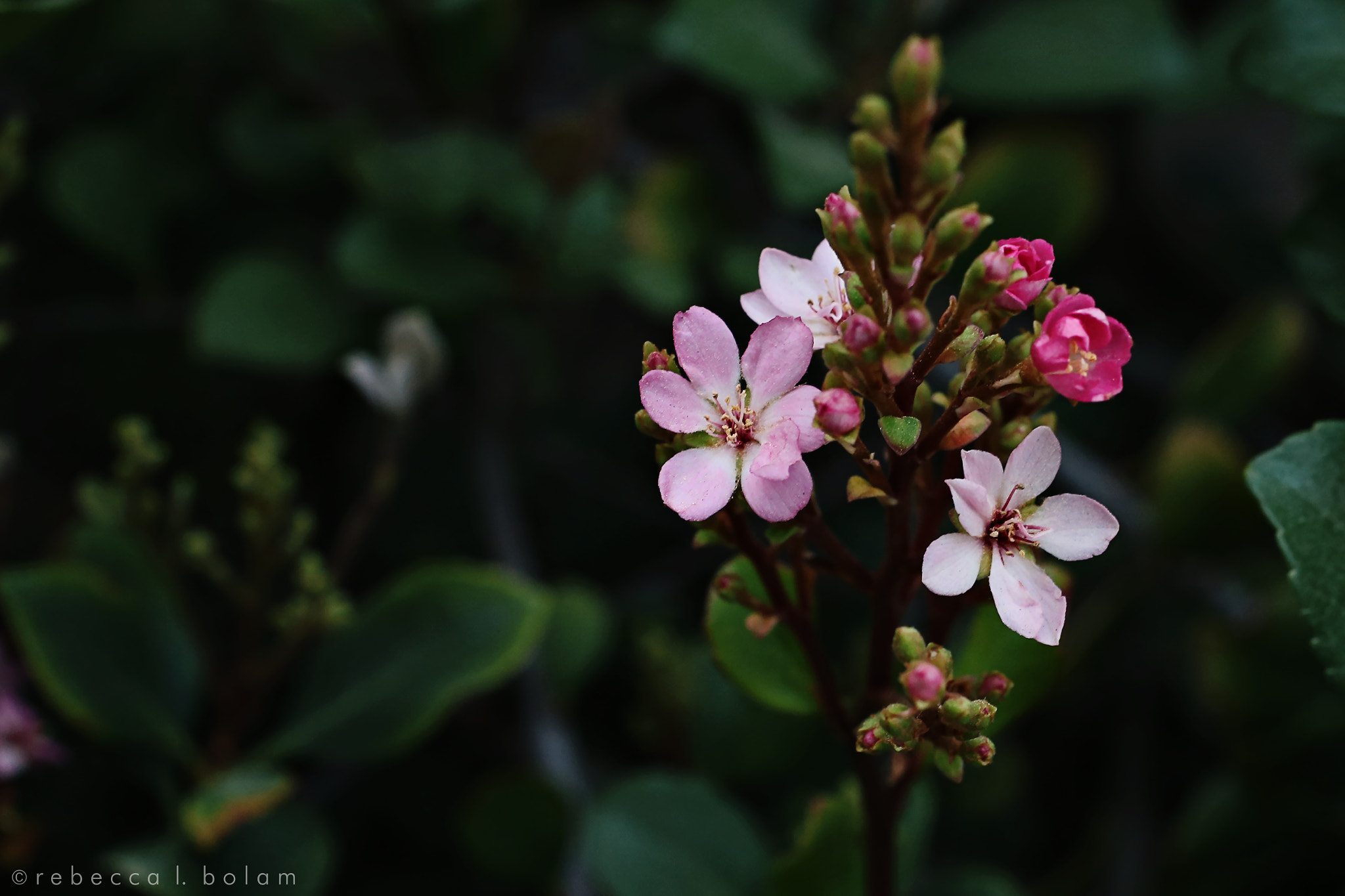 Canon EOS 6D sample photo. Tiny bloomers photography