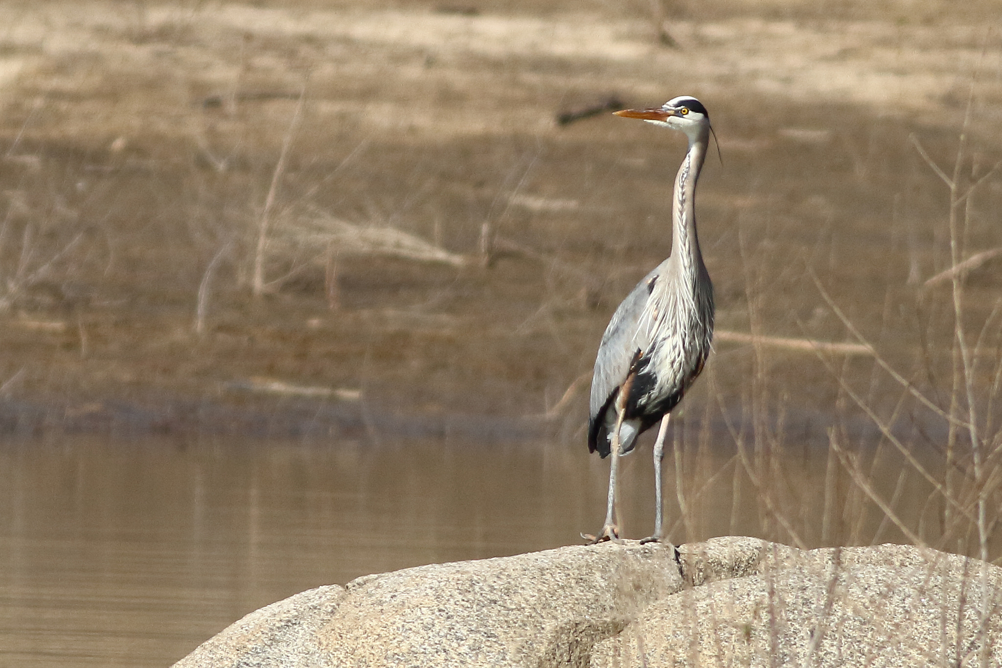 Canon EOS 7D + Canon EF 400mm F5.6L USM sample photo. Great blue heron photography
