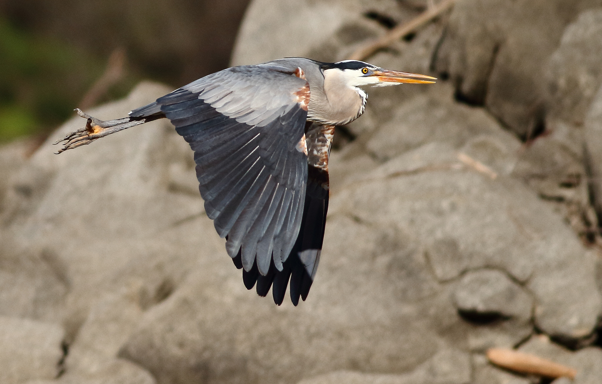 Canon EOS 7D + Canon EF 400mm F5.6L USM sample photo. Great blue heron photography