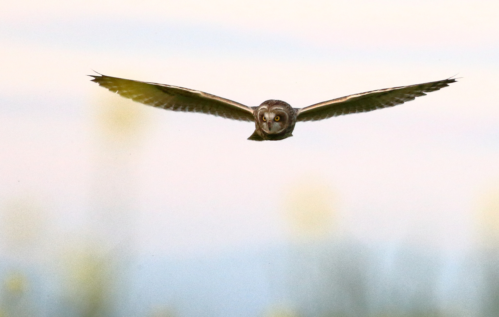 Canon EOS 7D + Canon EF 400mm F5.6L USM sample photo. Short-eared owl photography