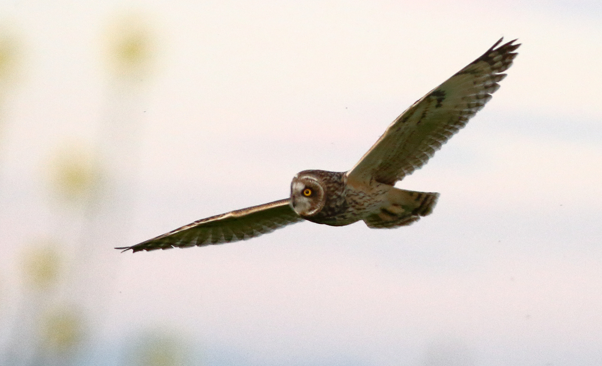 Canon EOS 7D + Canon EF 400mm F5.6L USM sample photo. Short-eared owl photography