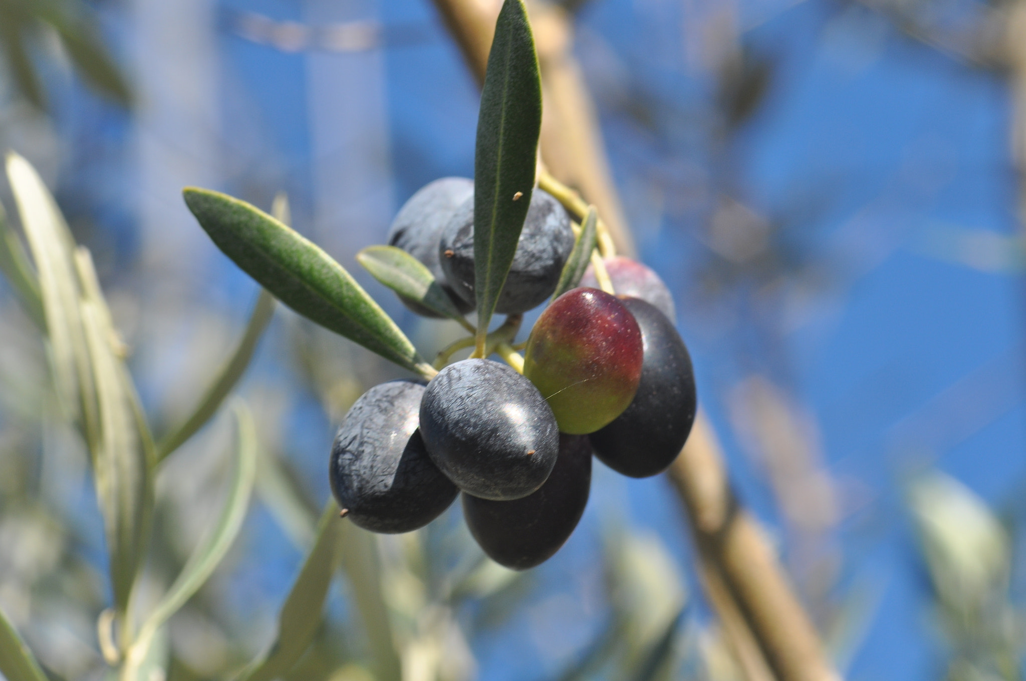 Sigma Macro 90mm F2.8 sample photo. A photography