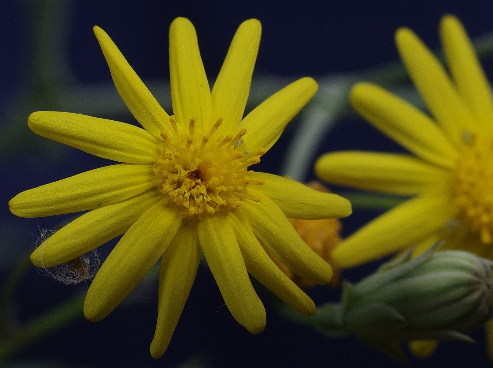 Pentax smc D-FA 50mm F2.8 Macro sample photo