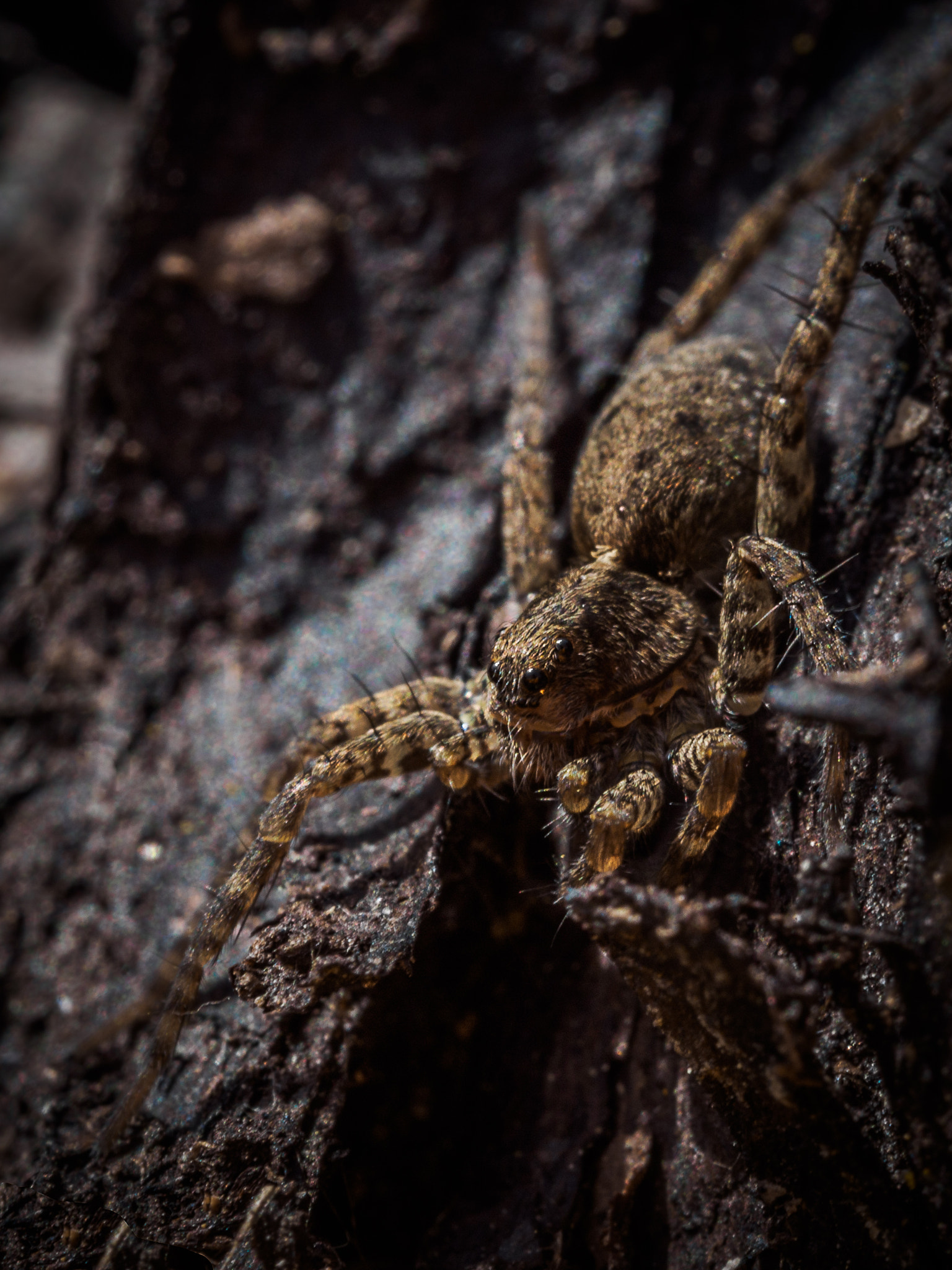 Olympus M.Zuiko Digital ED 60mm F2.8 Macro sample photo. Itsy bitsy spider photography