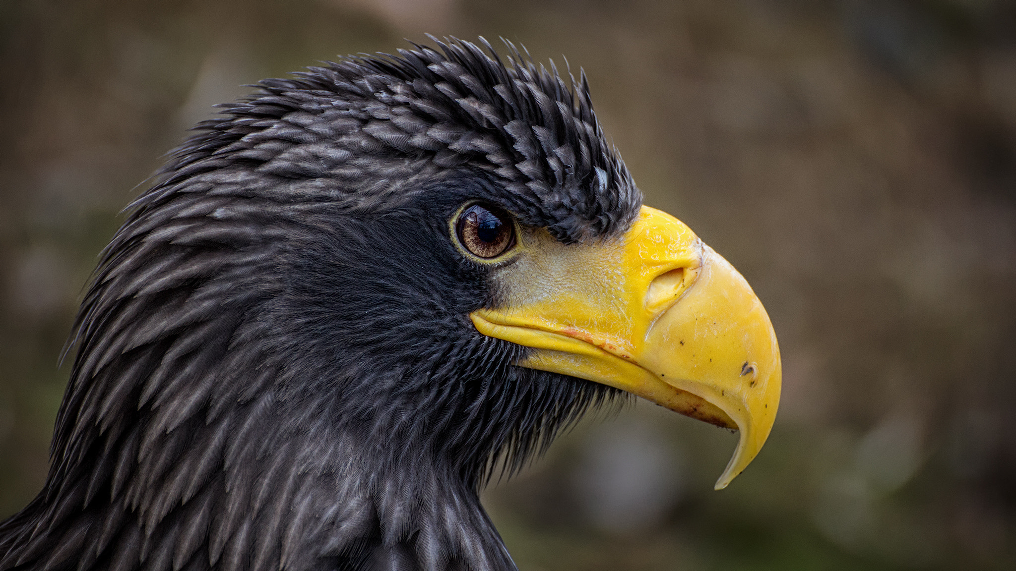 Canon EOS 60D sample photo. Steller's sea eagle photography