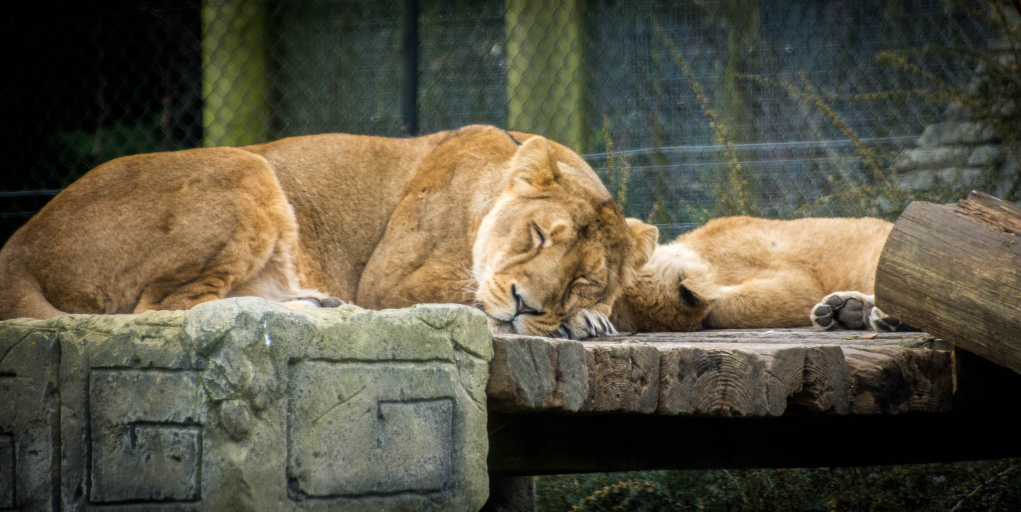Nikon D7200 sample photo. Sleeping cats photography
