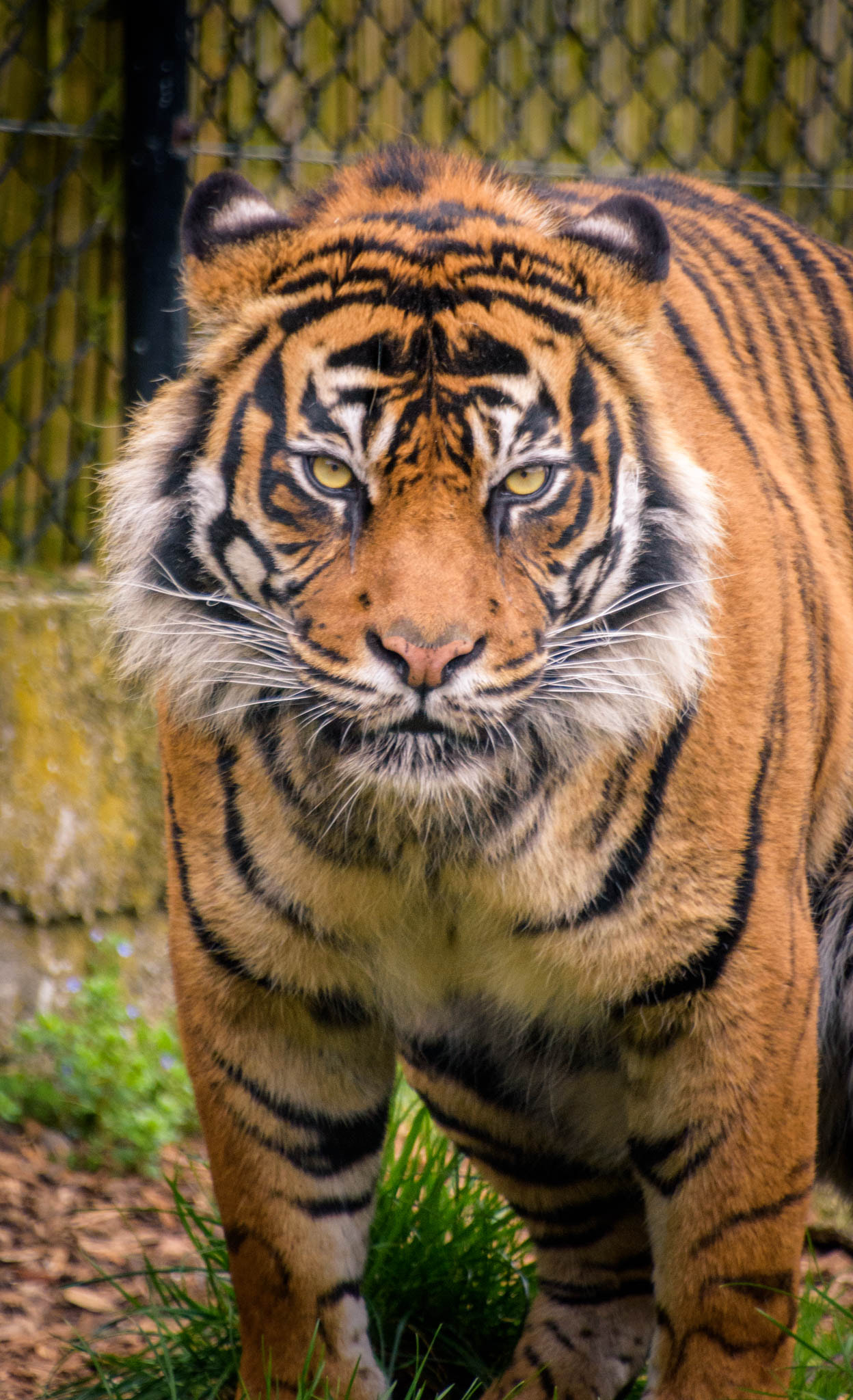 Nikon D7200 sample photo. Tiger photography