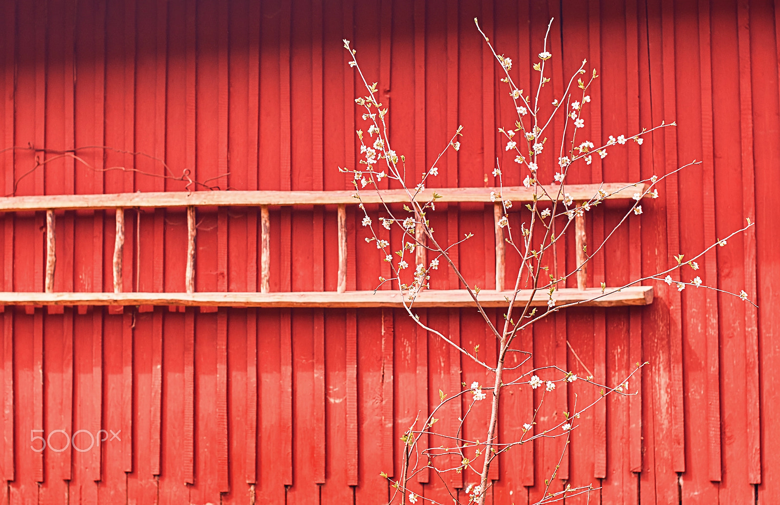 Sony SLT-A57 + Minolta AF 50mm F1.4 [New] sample photo. Spring photography