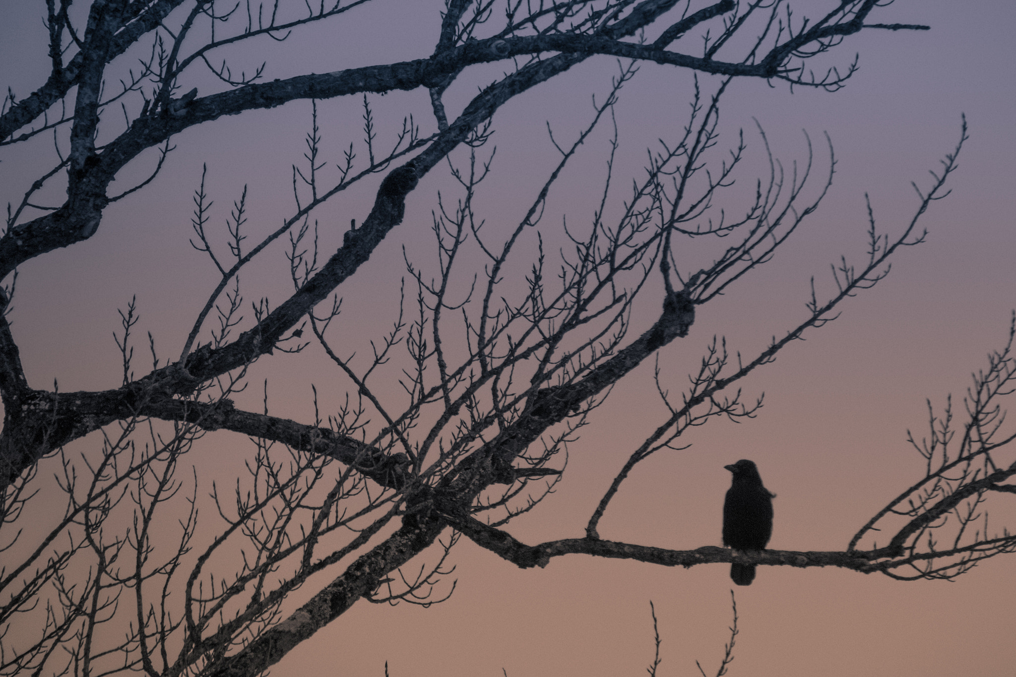 Canon EOS 60D sample photo. Dark bird photography