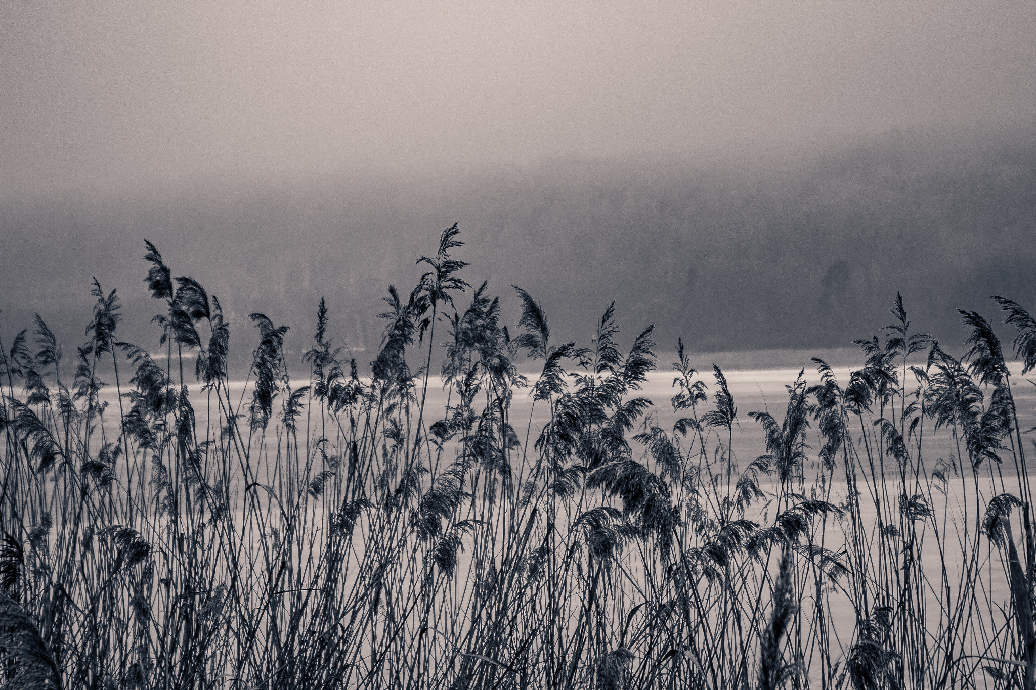 Canon EOS 60D sample photo. Crops photography