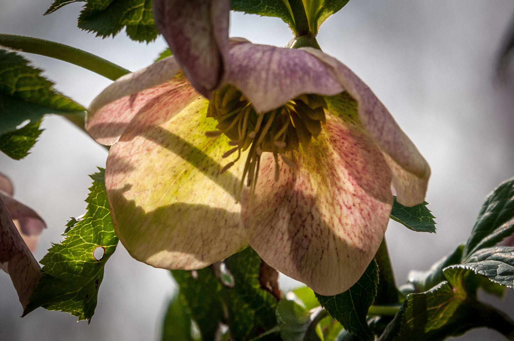 Nikon D300 sample photo. Lenten rose photography