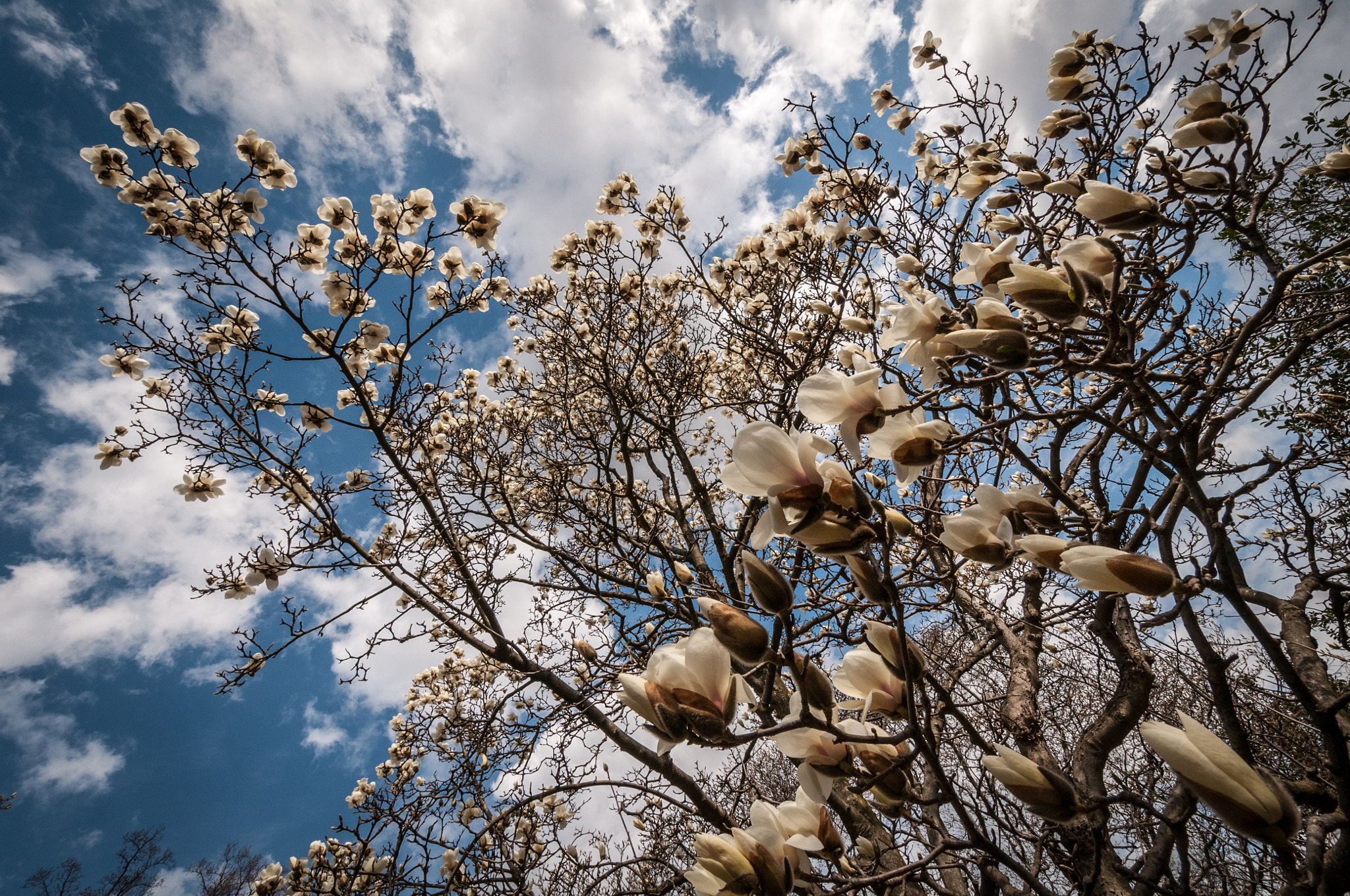 Nikon D300 sample photo. Magnolia photography