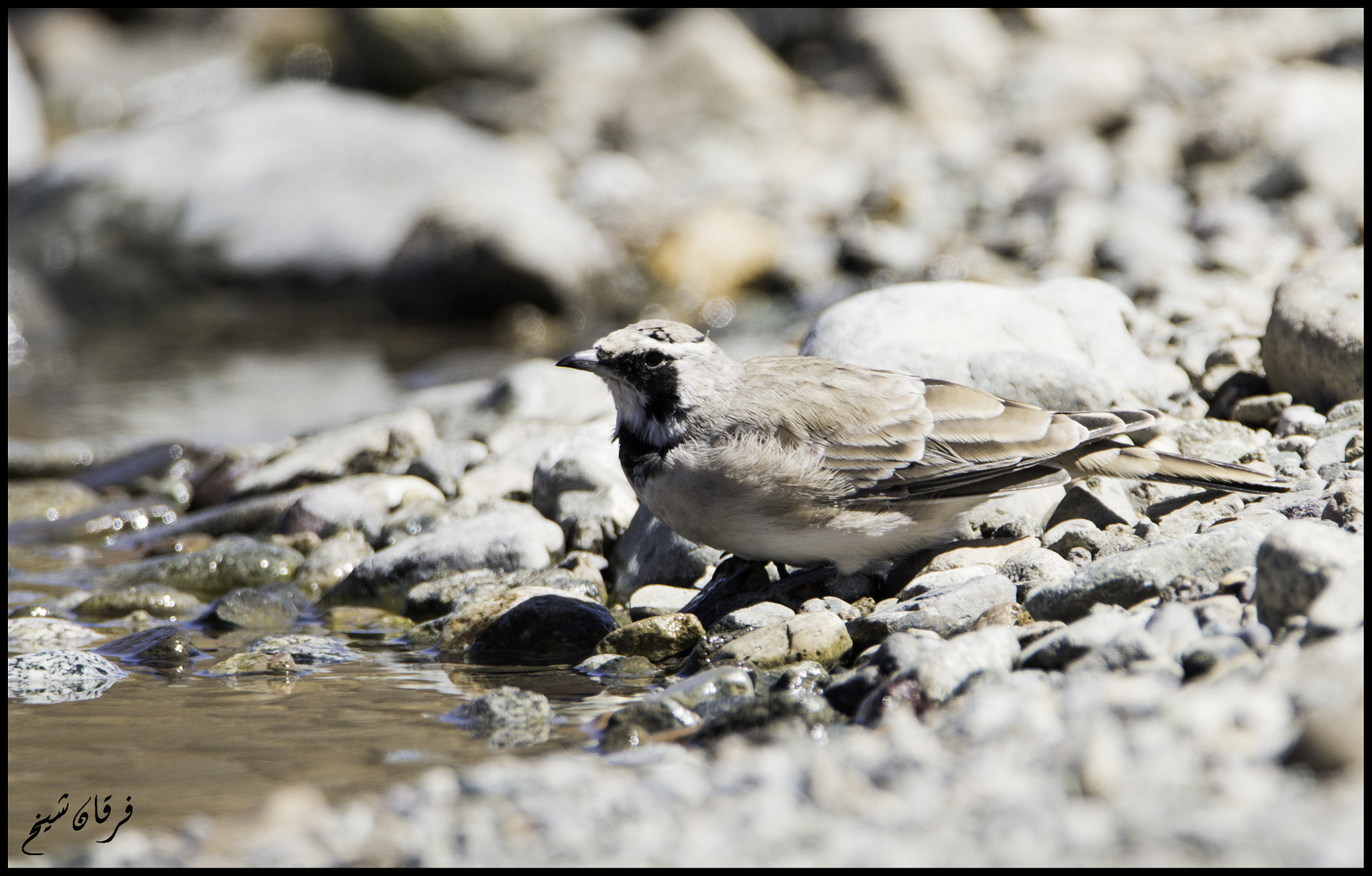 Tamron SP 150-600mm F5-6.3 Di VC USD sample photo. Horned lark photography