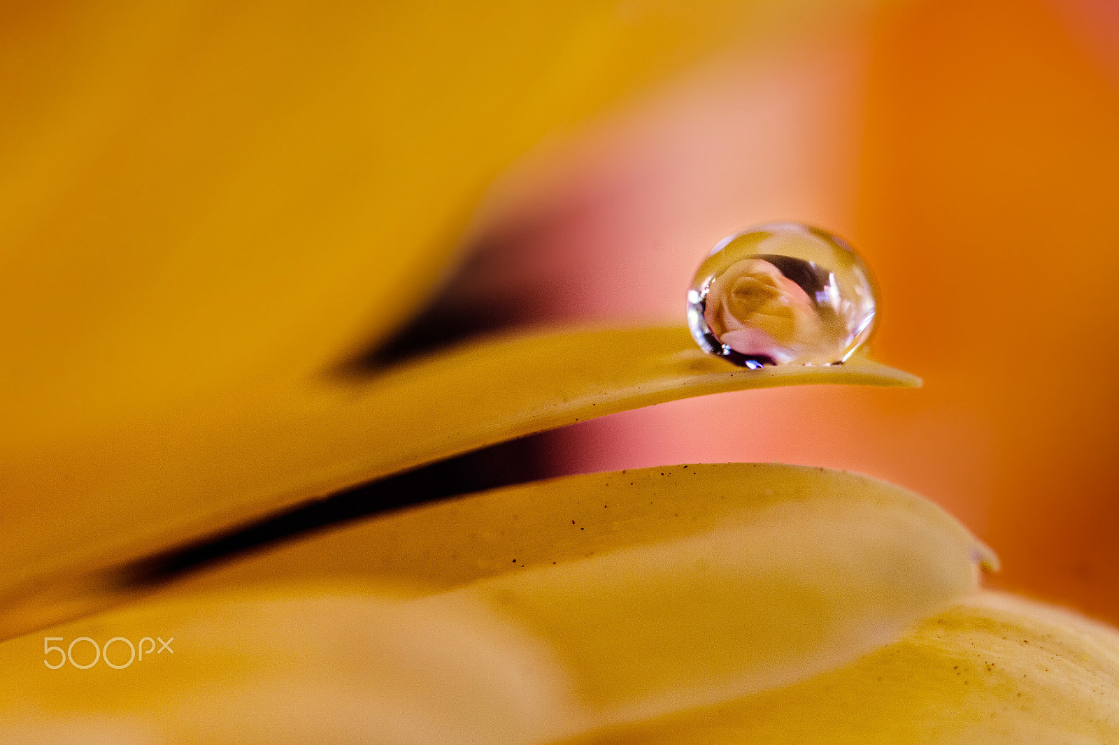 Canon EF 100mm F2.8 Macro USM sample photo. Rose refelction photography