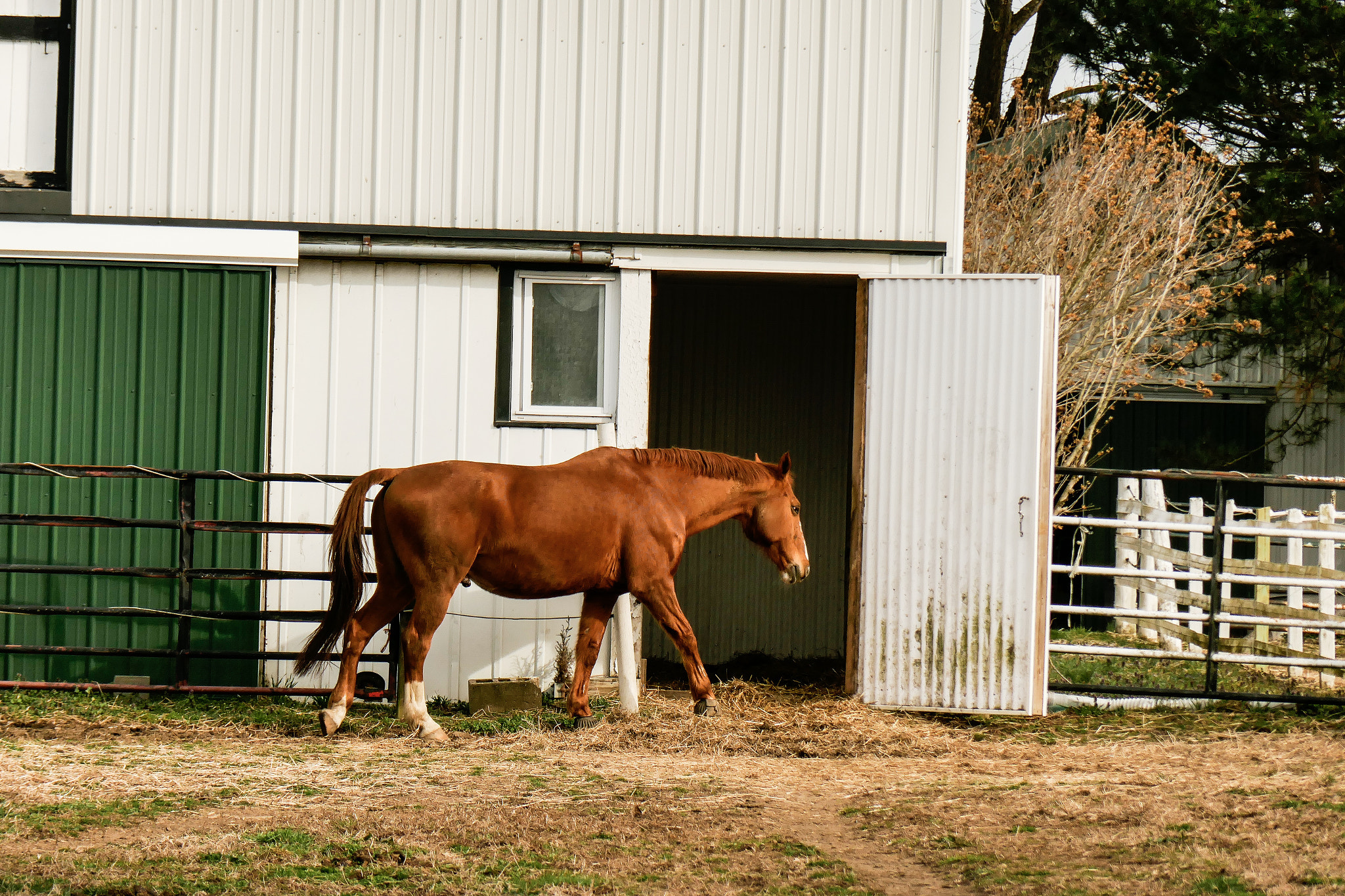 Panasonic Lumix DMC-ZS100 (Lumix DMC-TZ100) sample photo. Strut to the barn photography