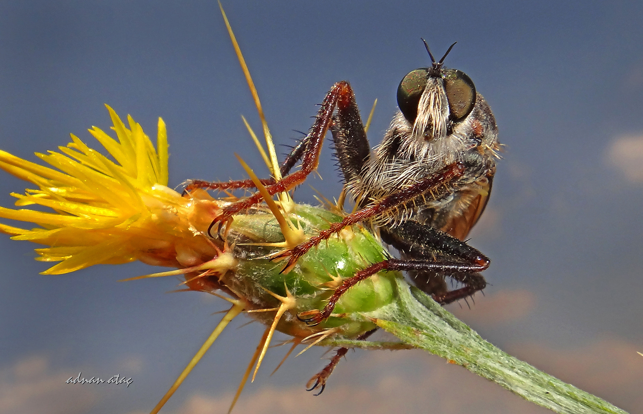 Sony DSC-TX100V sample photo. Yırtıcı (katil) sinek - robber fly - proctacanthus rodecki photography