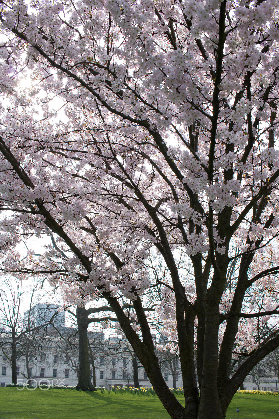 Canon EOS 750D (EOS Rebel T6i / EOS Kiss X8i) sample photo. Cheery blossom photography