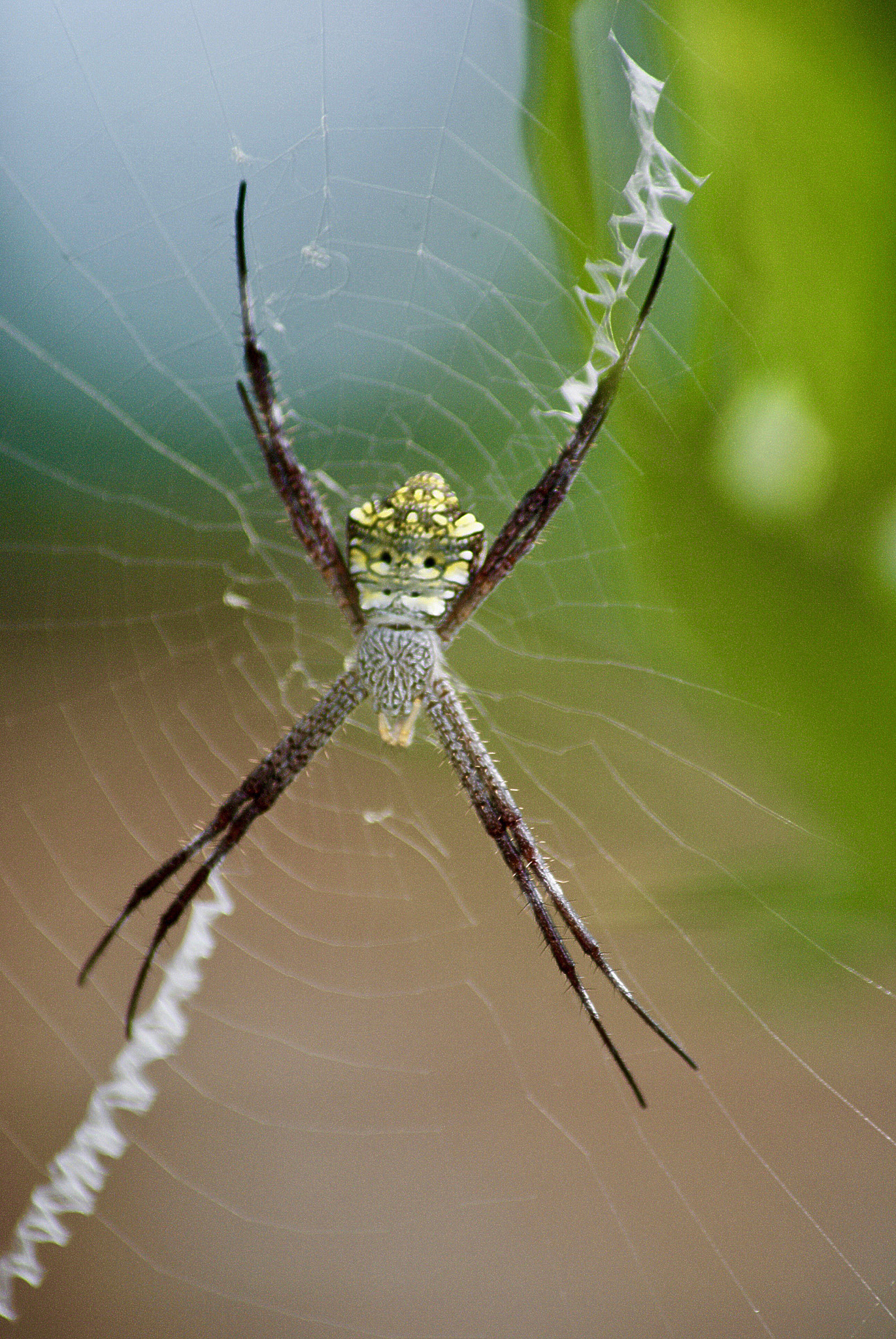 Sony Alpha DSLR-A300 + Sony DT 55-200mm F4-5.6 SAM sample photo. Spider from bali photography