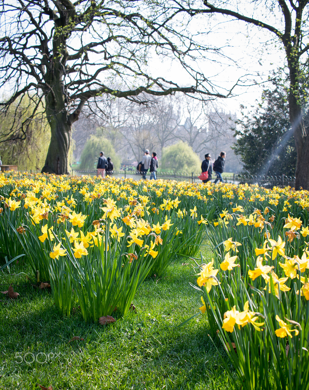 Canon EF-S 24mm F2.8 STM sample photo. Spring 2 photography