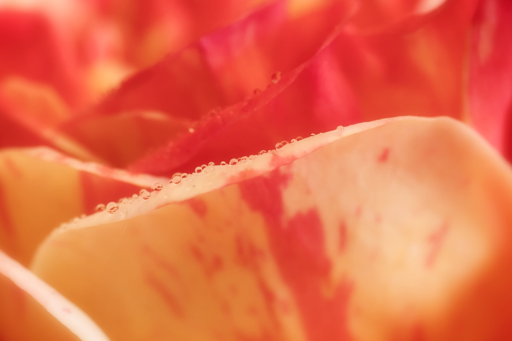 Canon EF 100mm F2.8 Macro USM sample photo. Just breathe photography