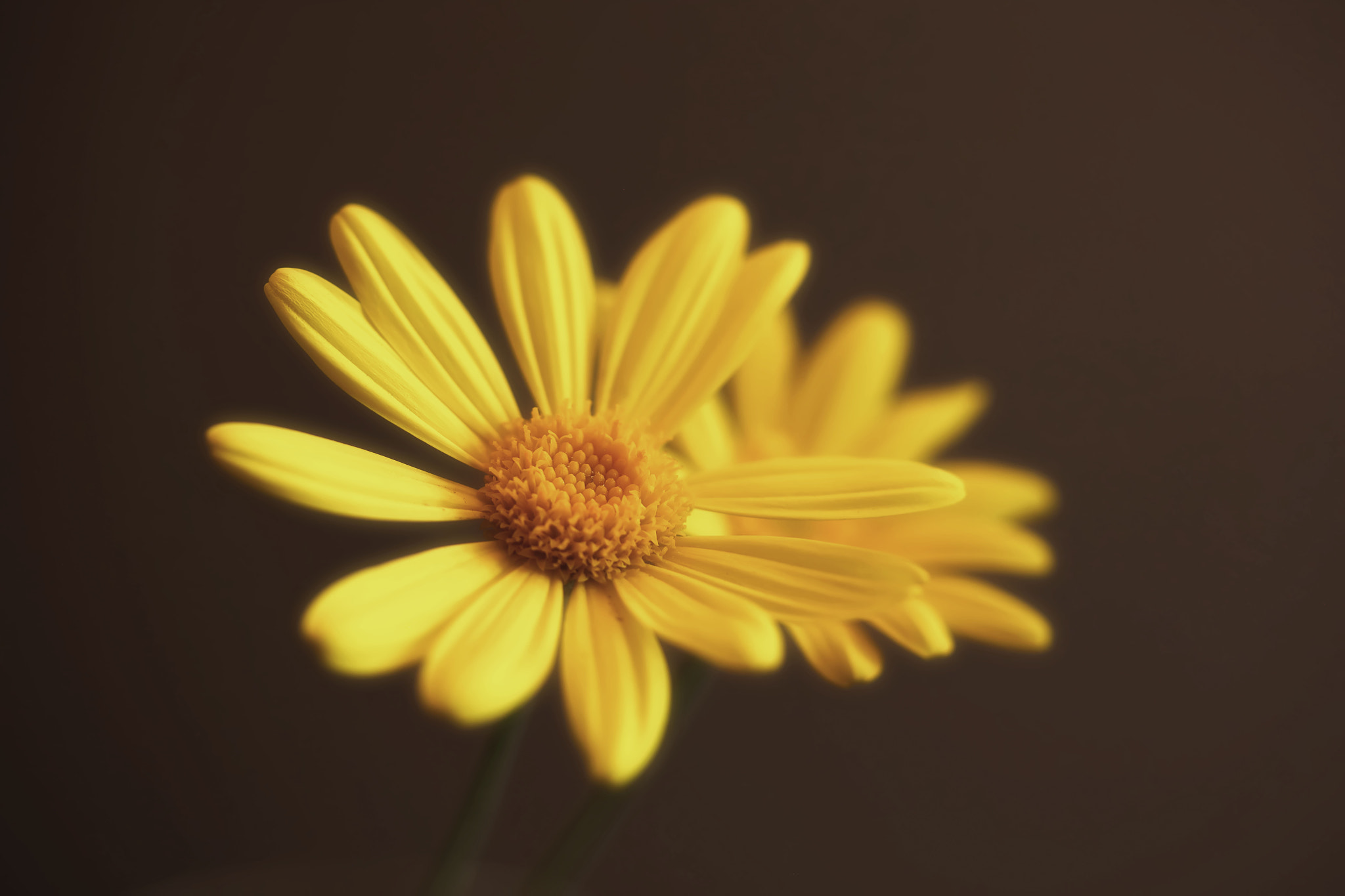 Canon EF 100mm F2.8 Macro USM sample photo. We can do anything photography