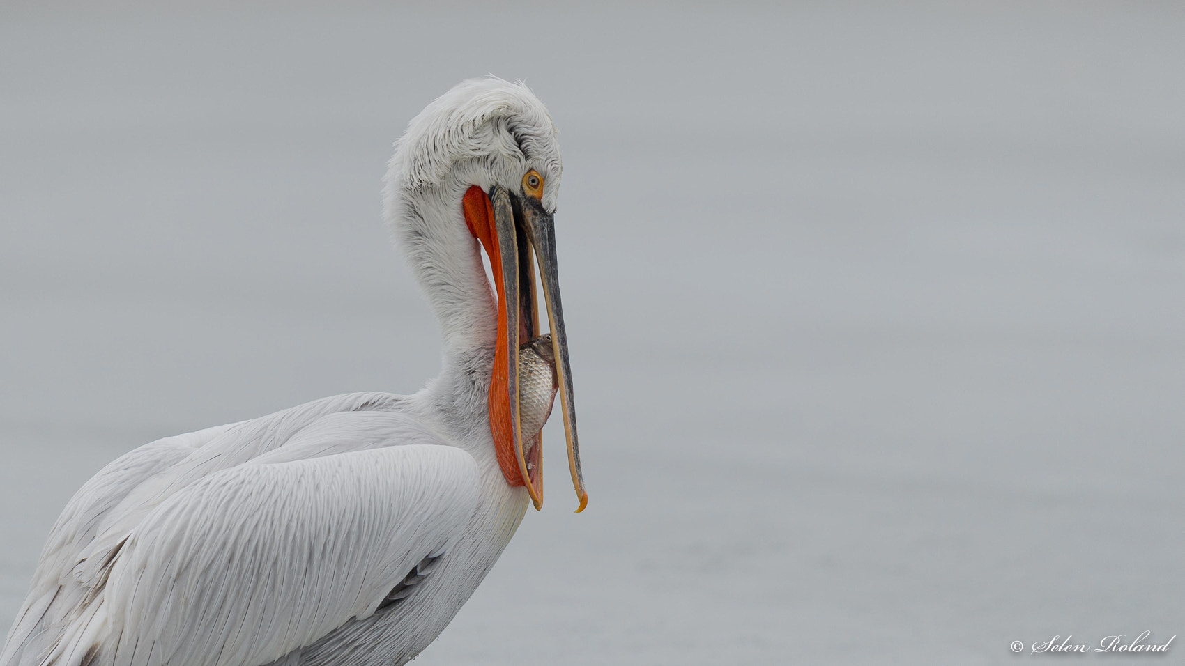 Nikon D4 + Nikon AF-S Nikkor 500mm F4G ED VR sample photo. Kroeskoppemikaan - dalmatian pelican photography