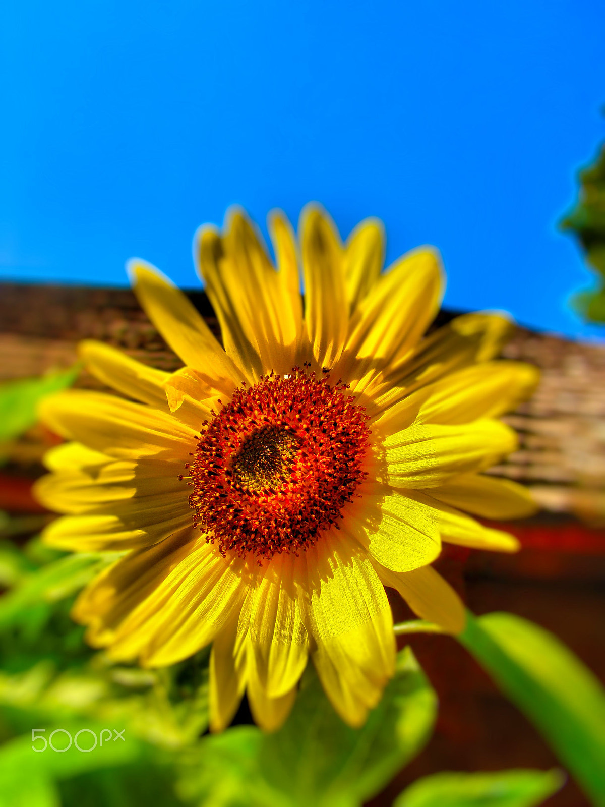 Sony DSC-H7 sample photo. Flower photography