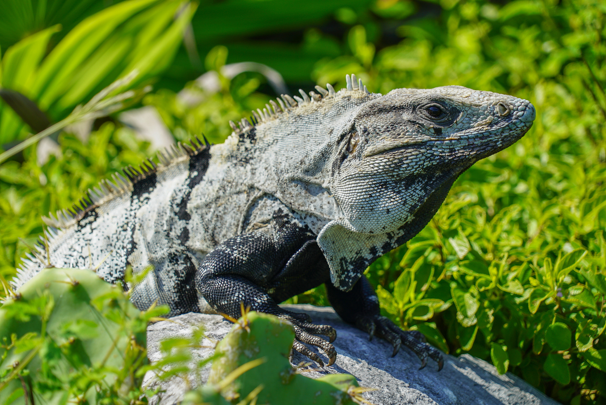 Sony a7S II sample photo. Iguana photography