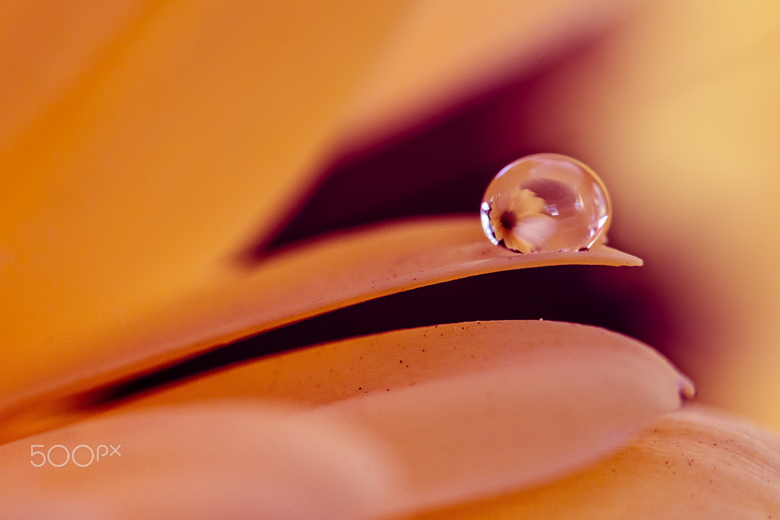 Canon EOS 70D sample photo. Flower in droplet photography