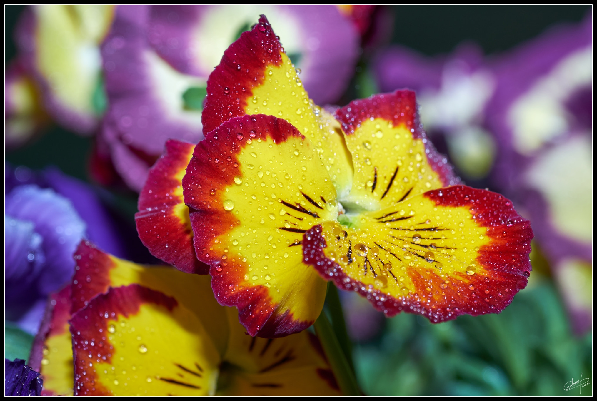 Fujifilm X-T2 + Fujifilm XF 60mm F2.4 R Macro sample photo. Viola del pensiero photography