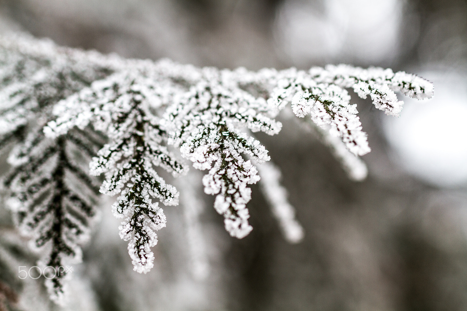 Canon EOS 7D + Sigma 50mm F1.4 EX DG HSM sample photo. A frozen tree photography