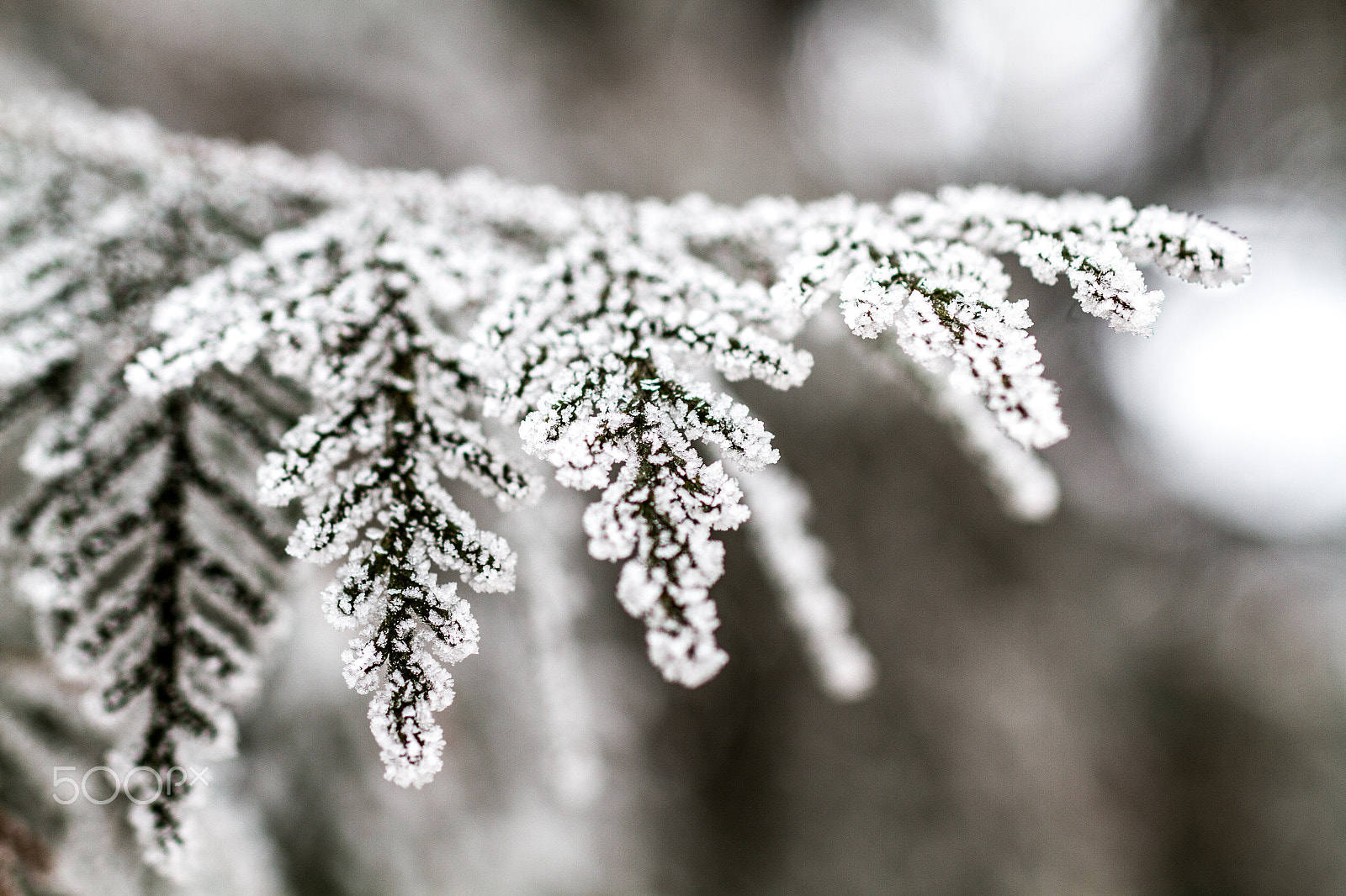 Sigma 50mm F1.4 EX DG HSM sample photo. A frozen tree photography