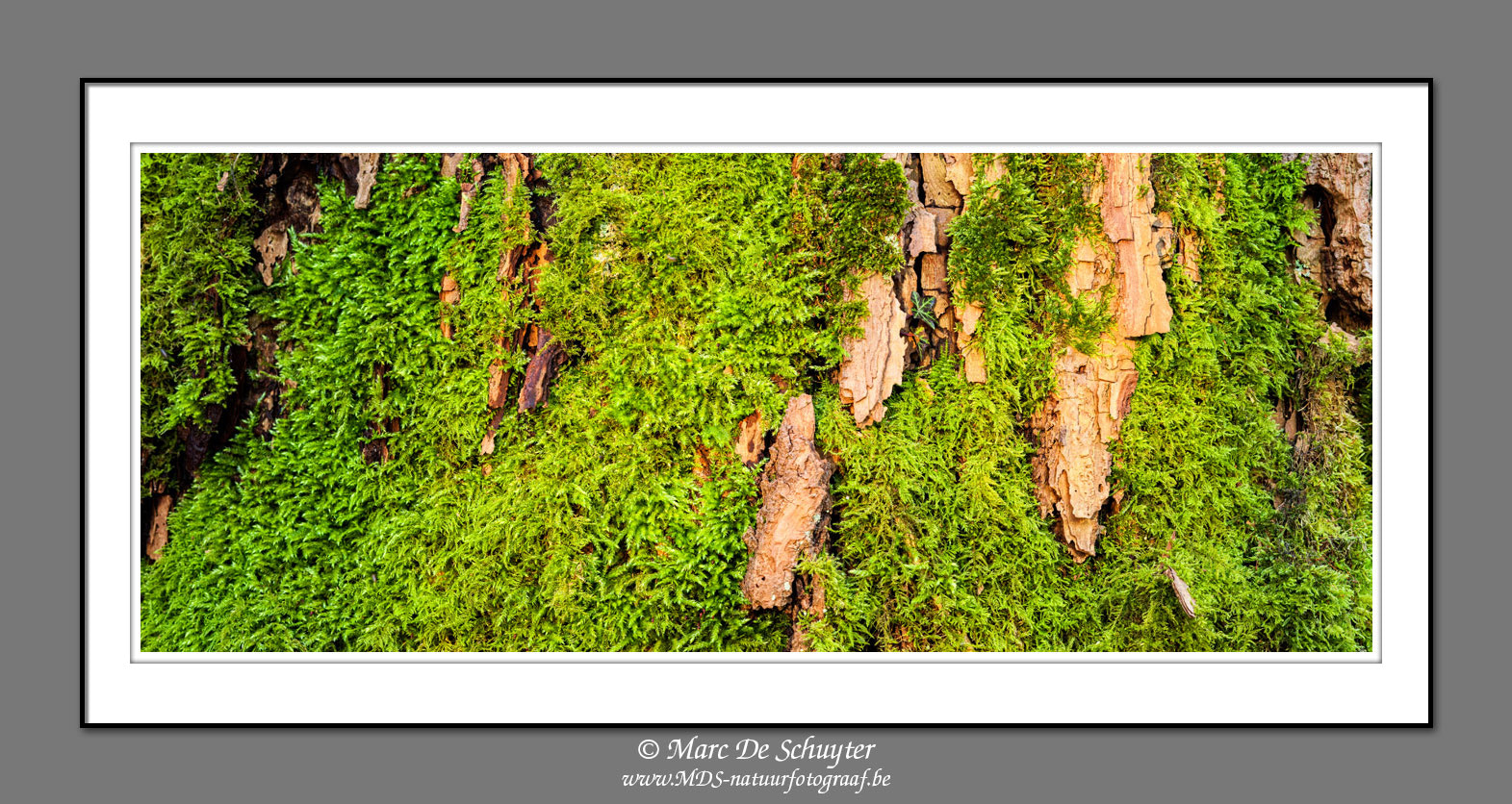 Canon TS-E 24.0mm f/3.5 L II sample photo. Poplar in golden light photography