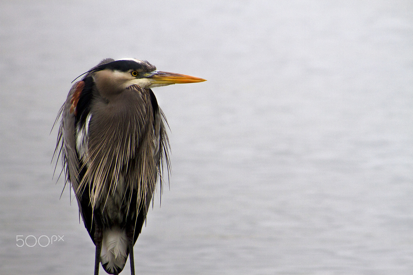 Canon EF 75-300mm f/4-5.6 USM sample photo. The watcher photography